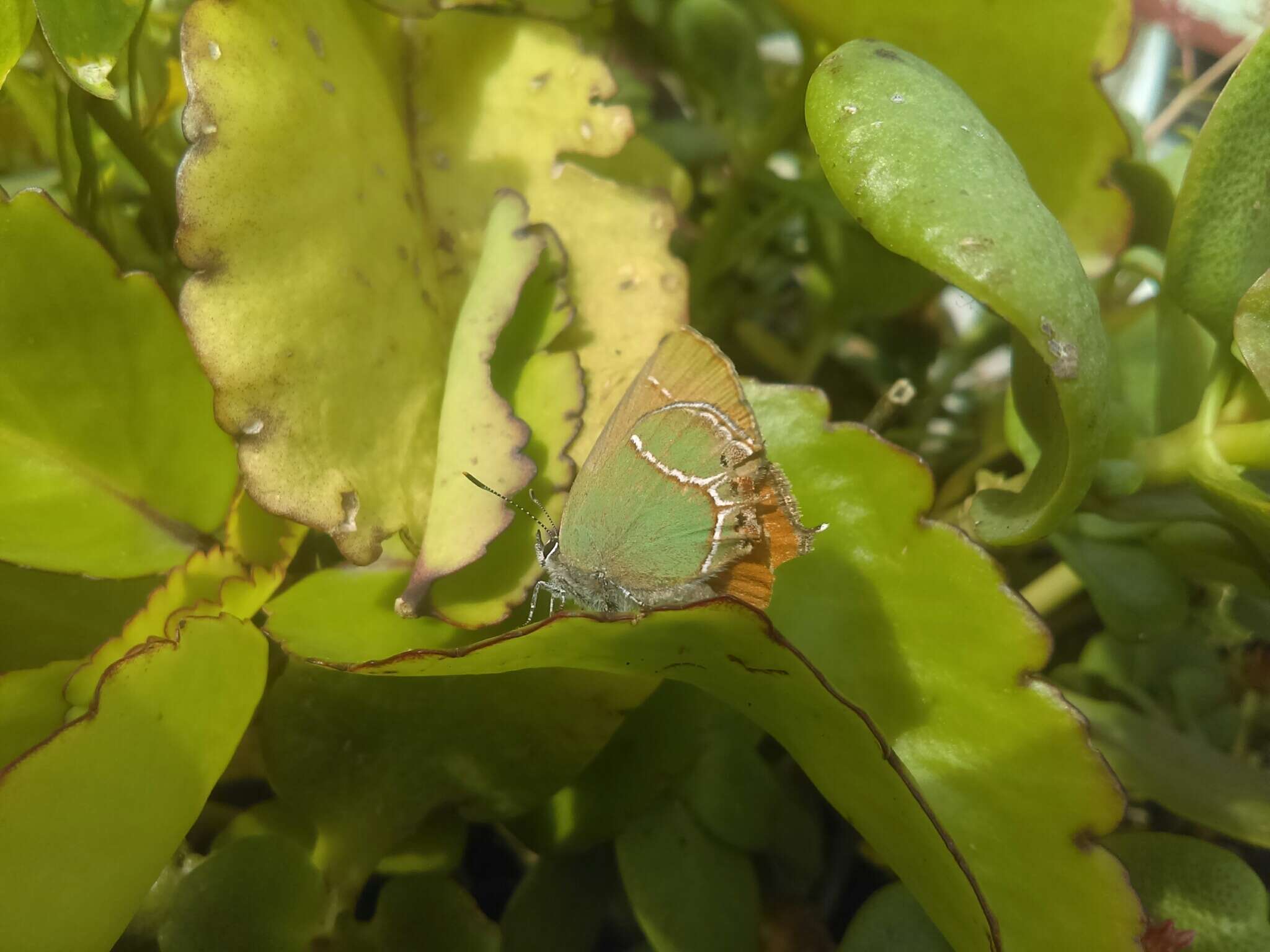 Image of Xami Hairstreak