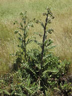 Plancia ëd Cirsium fontinale var. campylon (H. Sharsm.) Pilz ex D. J. Keil & C. E. Turner