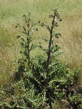 Image of Mt. Hamilton thistle