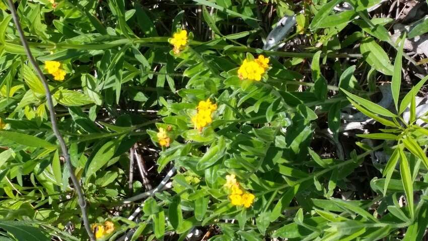 Image of hoary puccoon