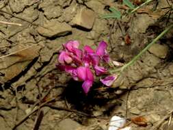 Image de Hedysarum tauricum Willd.