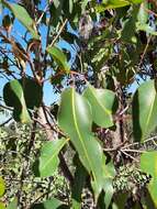 صورة Corymbia calophylla (Lindl.) K. D. Hill & L. A. S. Johnson