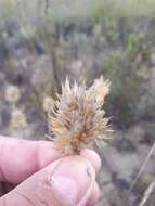 Imagem de Geochloa rufa (Nees) N. P. Barker & H. P. Linder