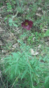 Image of Cosmos scabiosoides Kunth