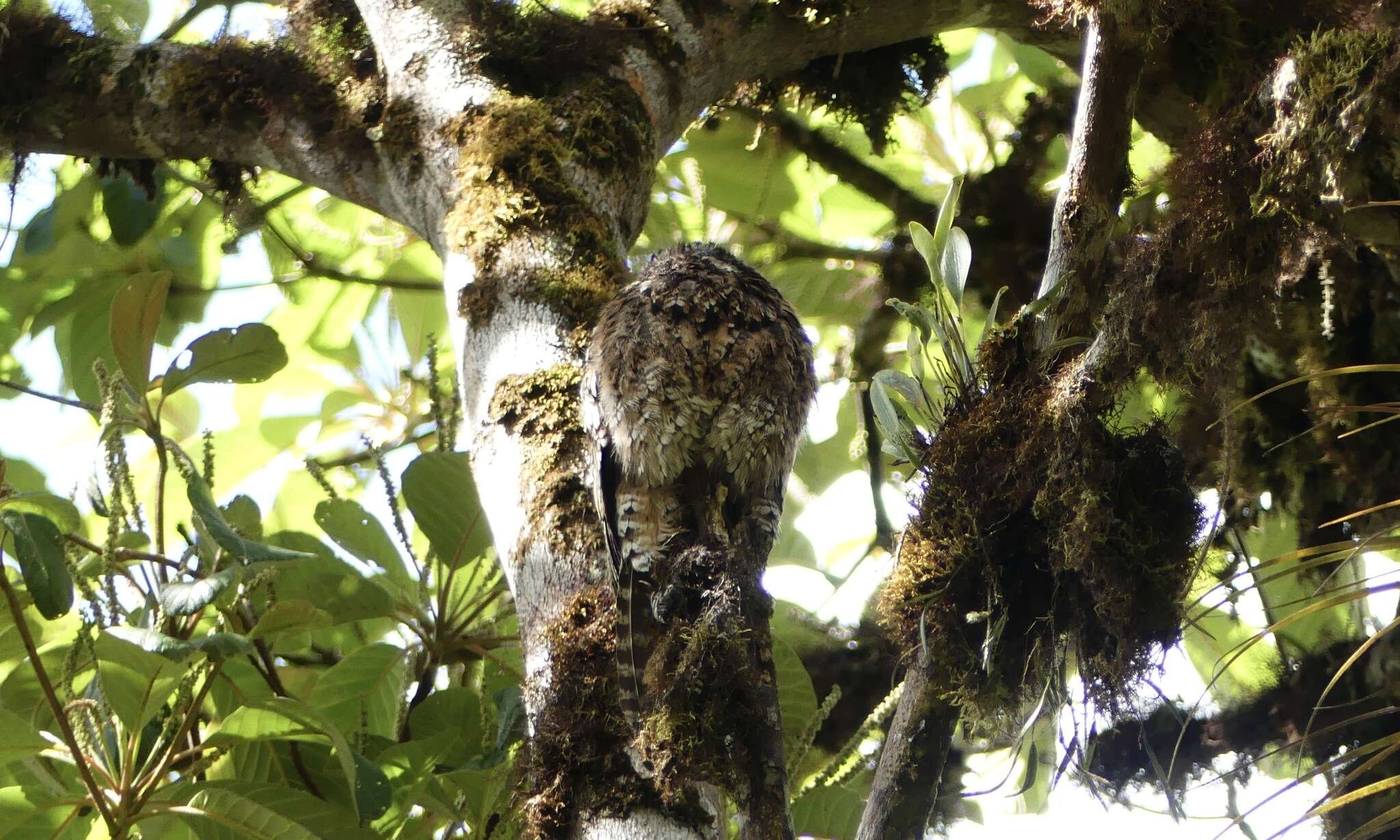 Image of Andean Potoo