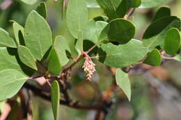 Image of greenleaf manzanita