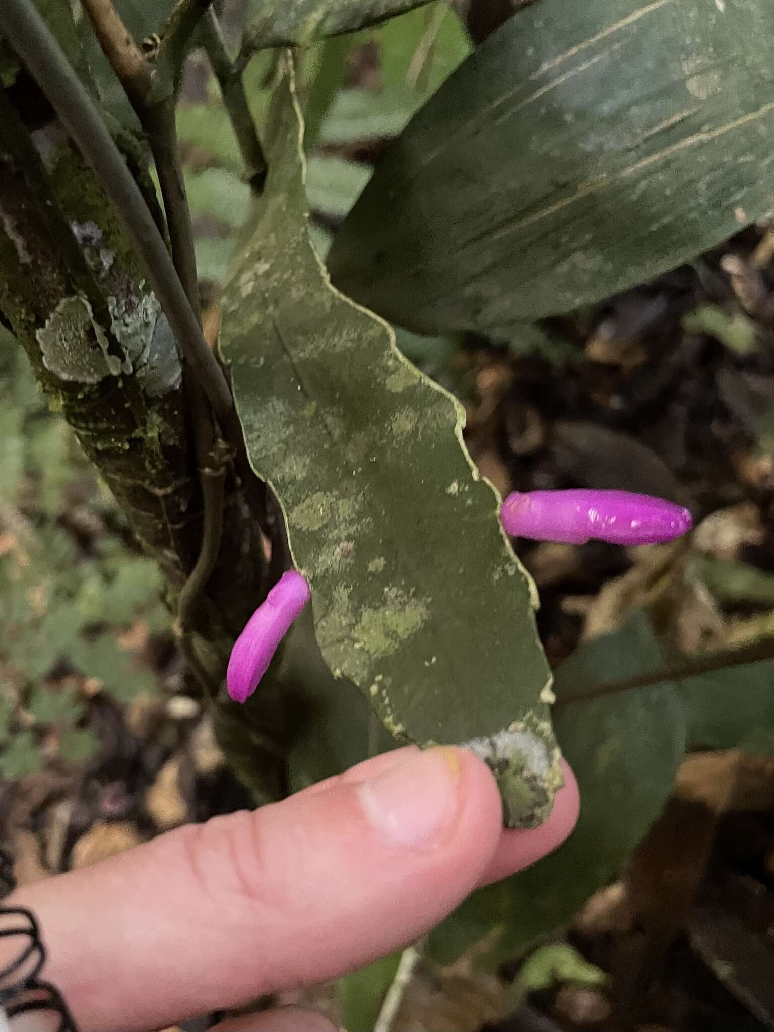 Image of Pseudorhipsalis amazonica (K. Schum.) Ralf Bauer