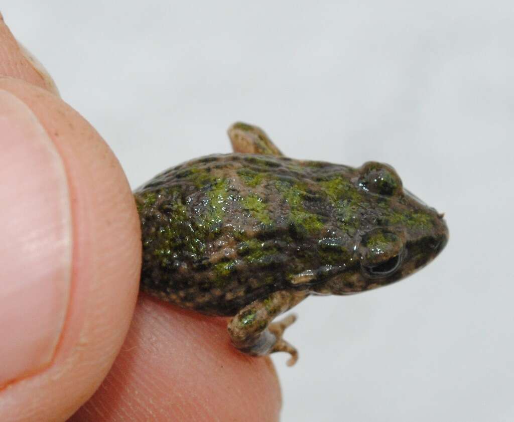 Image of Iberian Parsley Frog