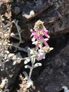 Image of Stachys albicaulis Lindl.