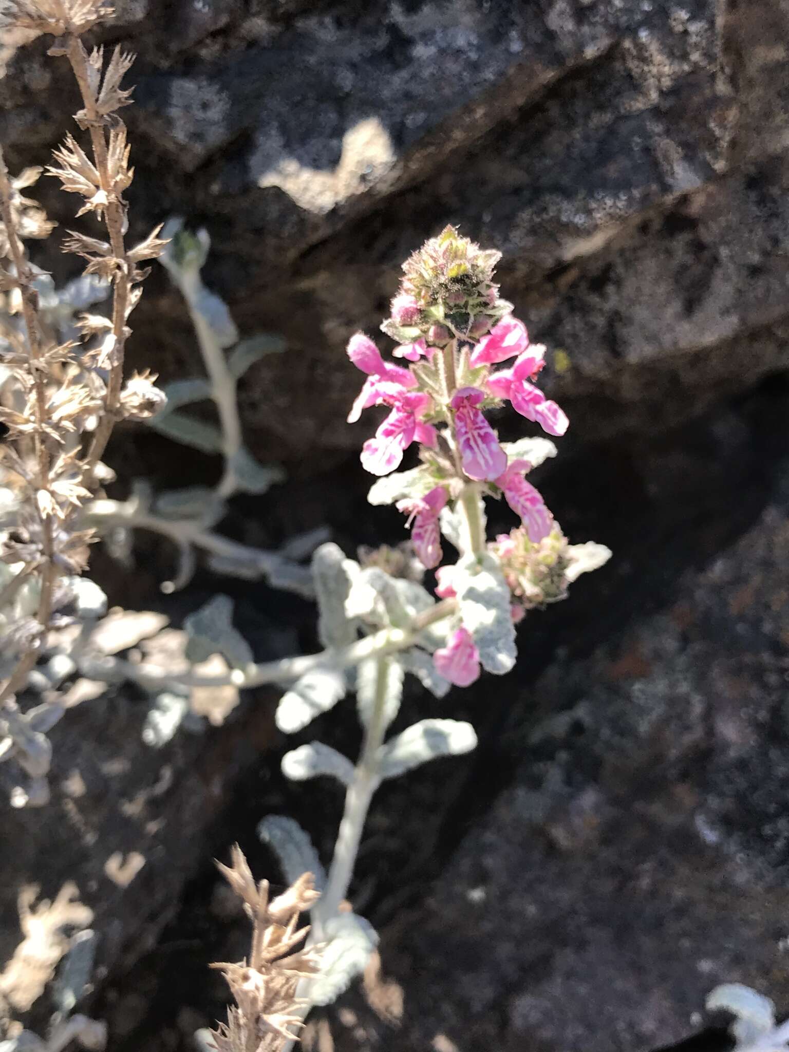 Image of Stachys albicaulis Lindl.