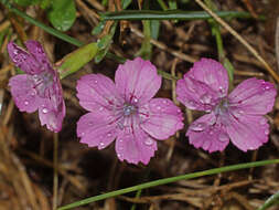 Image of Dianthus microlepis Boiss.