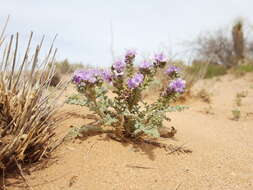 Image of Pope's phacelia