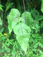 Image of Three-Leaf Halberd Fern