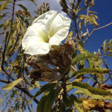 Image of Ipomoea murucoides Roem. & Schult.