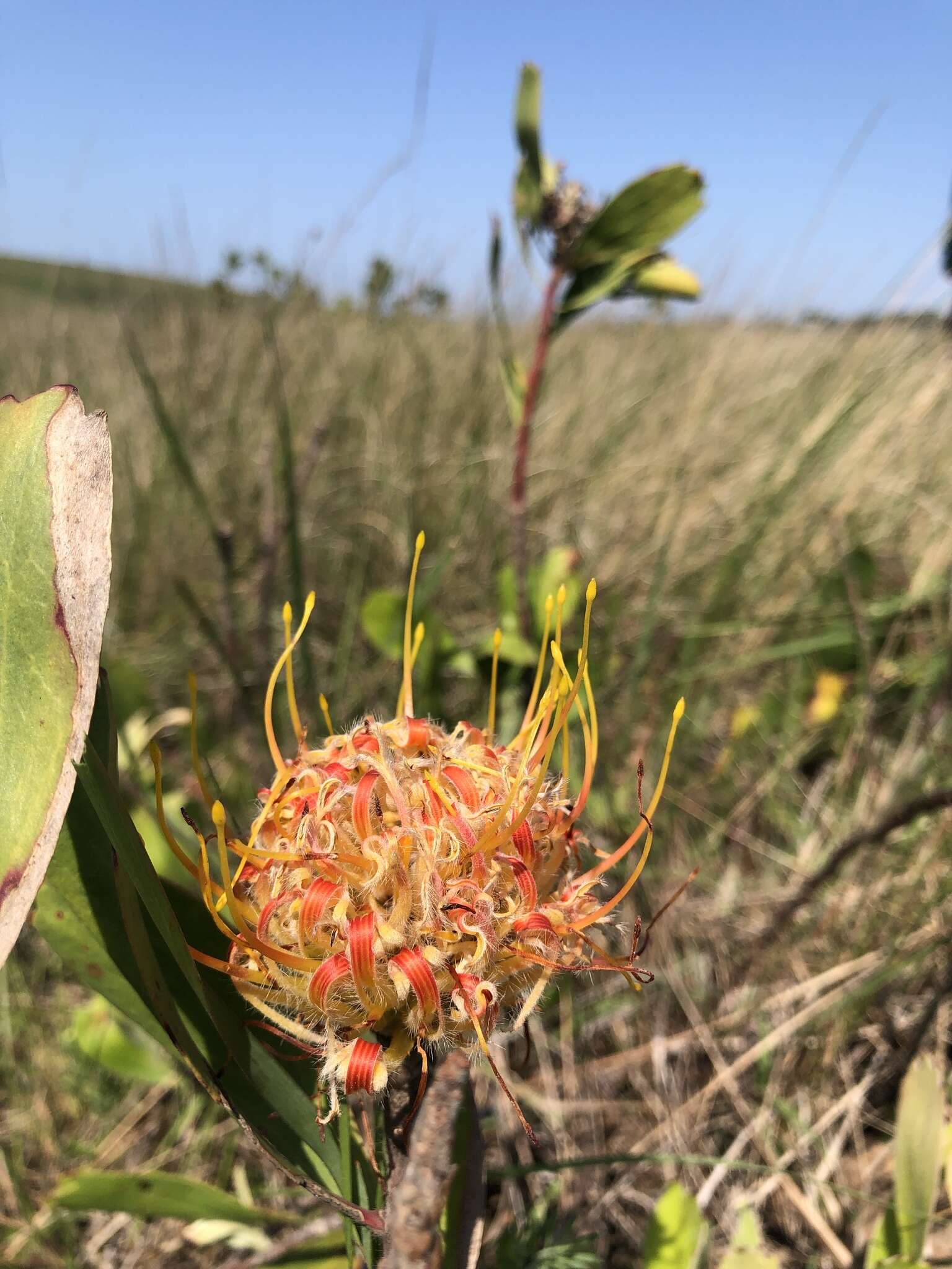 Image of Leucospermum innovans Rourke