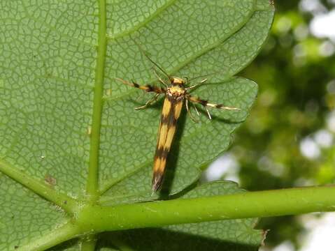 Image of Stathmopoda pedella Linnaeus 1761