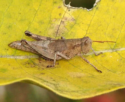 Слика од Melanoplus scudderi (Uhler 1864)