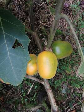 صورة Solanum sessiliflorum M. F. Dun.