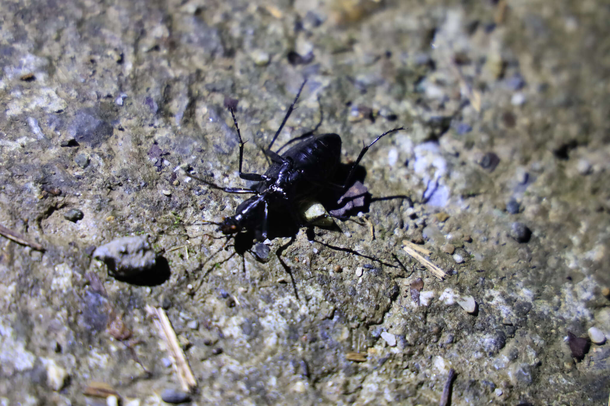 Image of Carabus (Coptolabrus) nankotaizanus Kano 1932