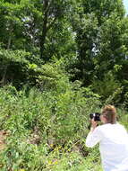 Silphium integrifolium var. laeve Torr. & A. Gray resmi