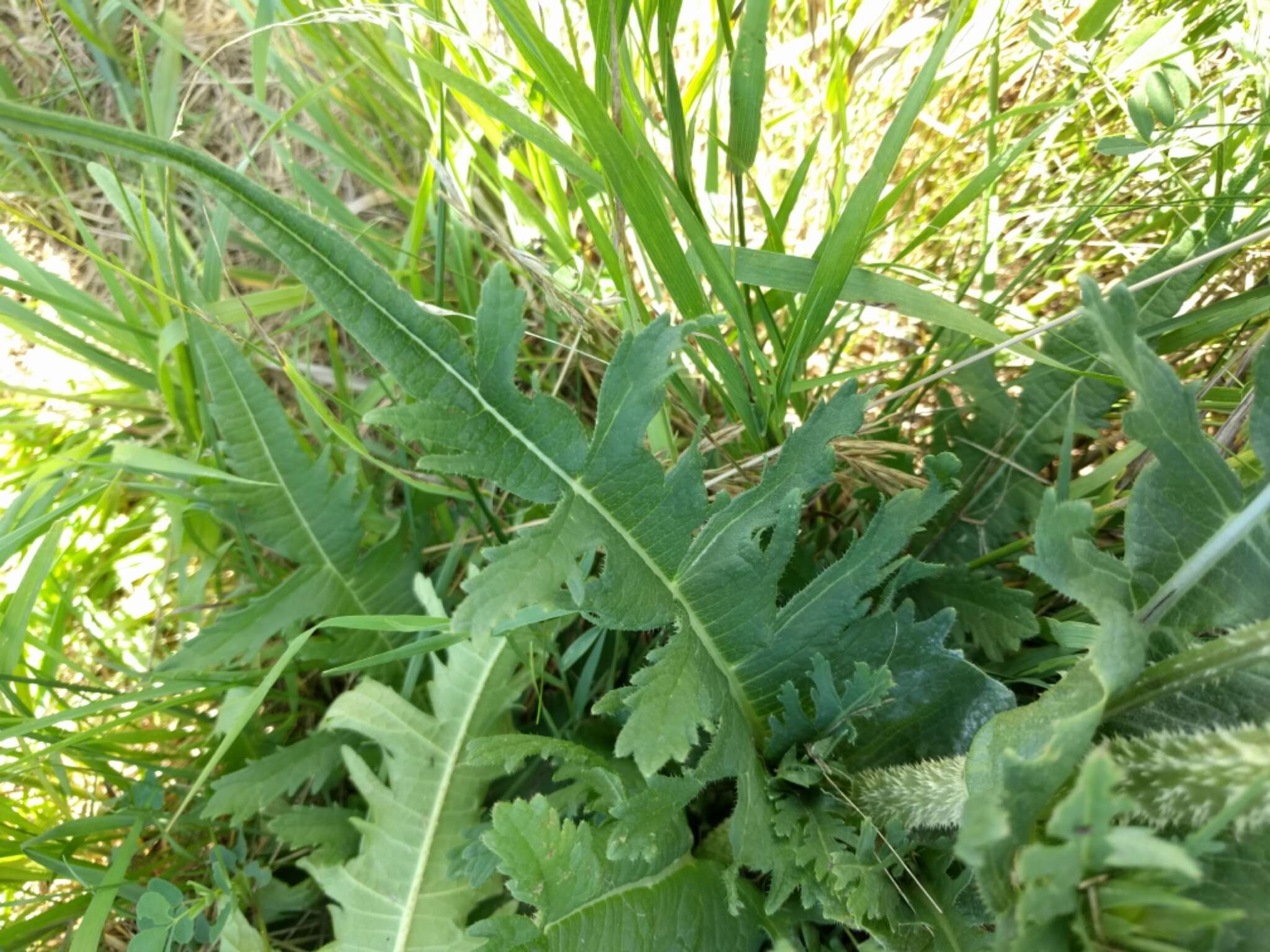 Image of cutleaf teasel