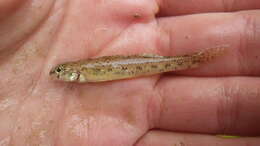 Plancia ëd Etheostoma nigrum Rafinesque 1820