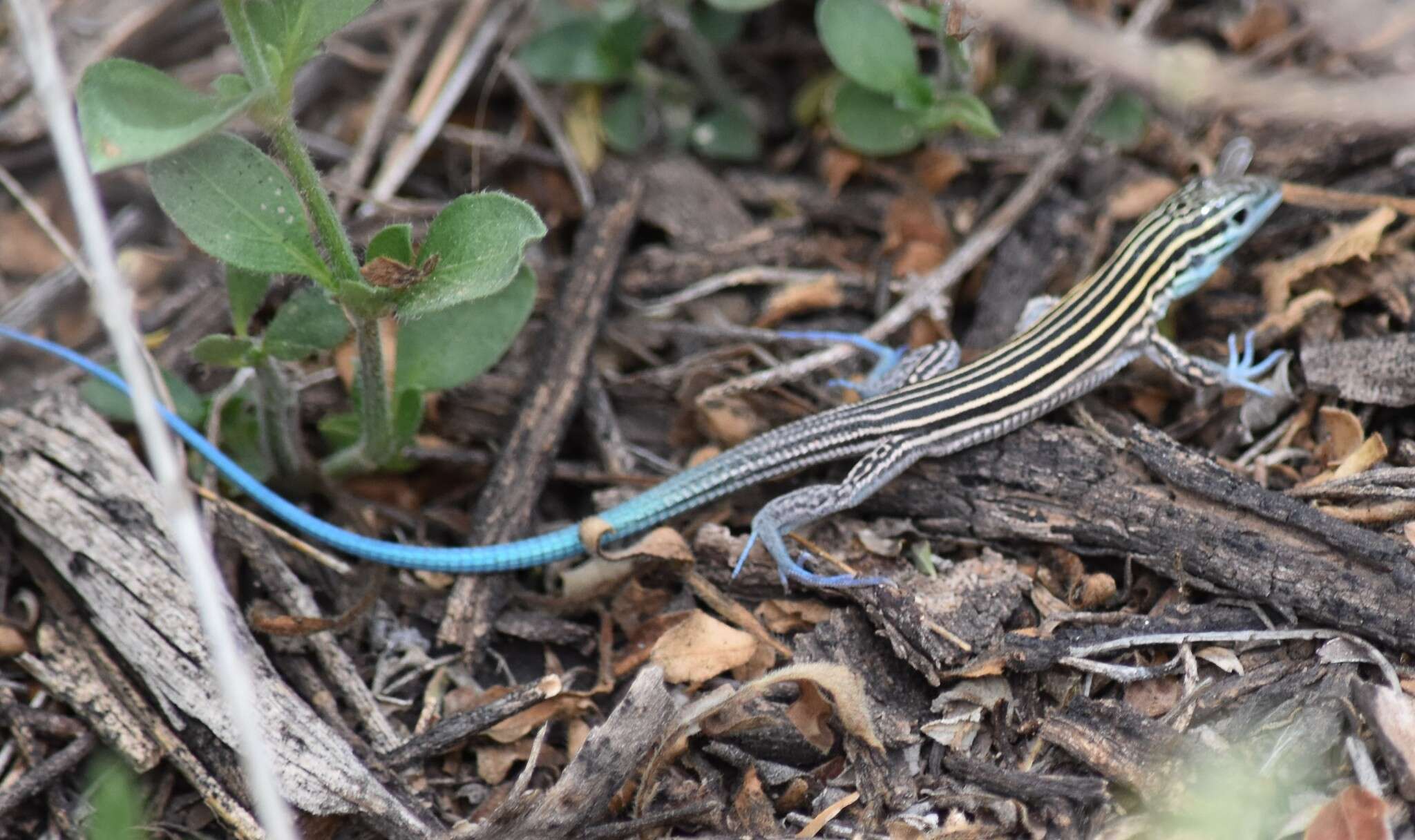 Image of Aspidoscelis inornatus (Baird 1859)