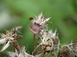 Imagem de Pericallis appendiculata (L. fil.) B. Nord.