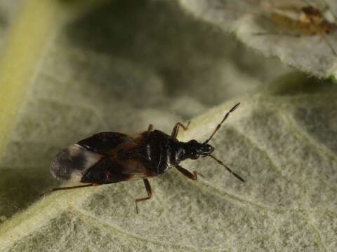 Image of Anthocoris musculus (Say 1832)