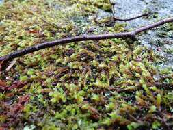 Image of Ciliate Hedwigia Moss