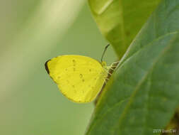 Image de Eurema blanda (Boisduval 1836)