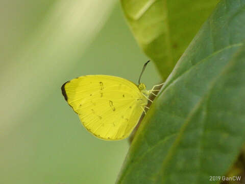 Image of Eurema blanda (Boisduval 1836)