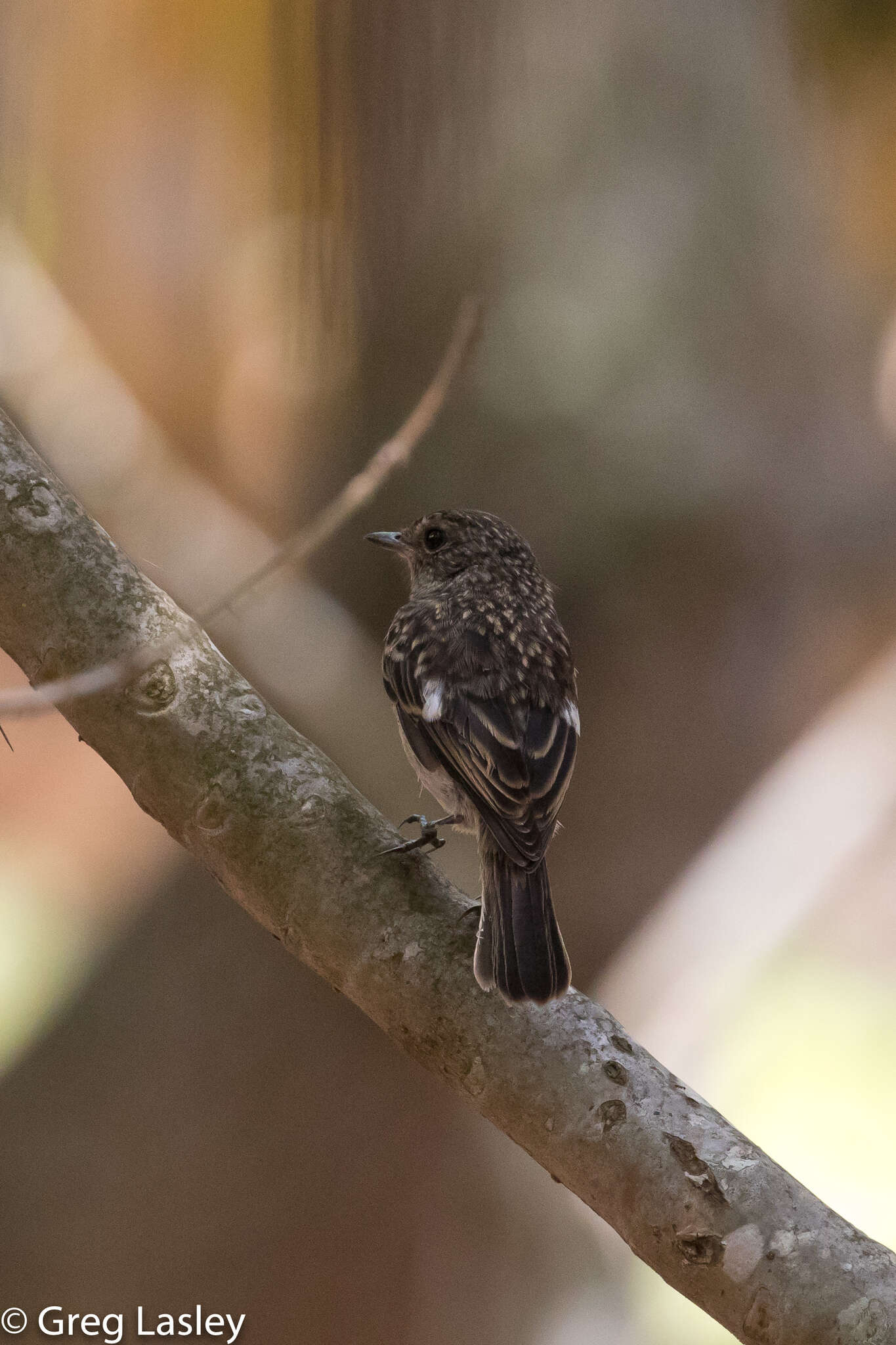 Image of <i>Saxicola torquatus sibilla</i>