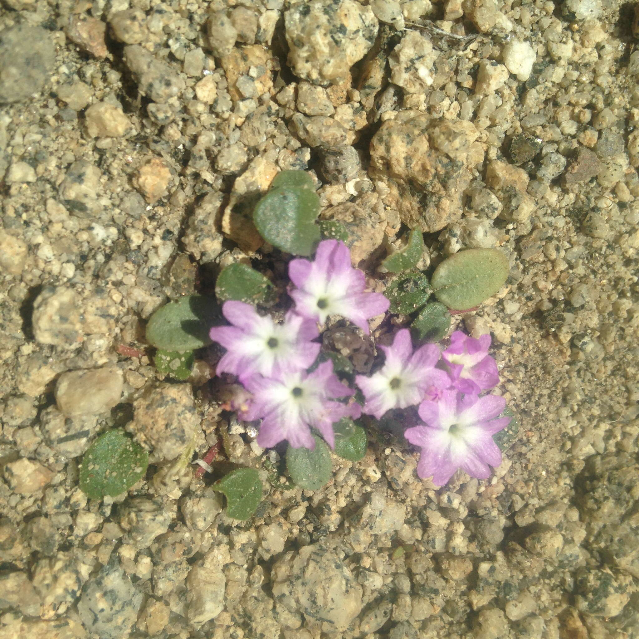 Image of Ramshaw Meadows Sand Verbena