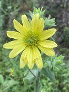 Image de Silphium mohrii Small