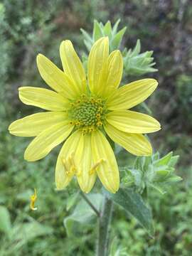 Silphium mohrii Small resmi