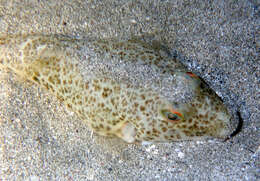 Image of Caribbean Puffer