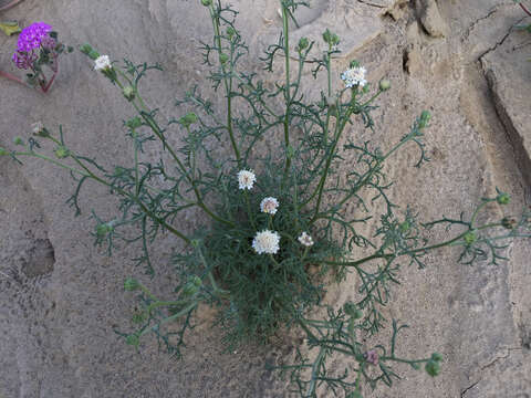 Image of Esteve's pincushion