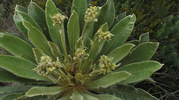 Image of Espeletia rabanalensis (S. Díaz & Rodr.-Cabeza) Mavárez