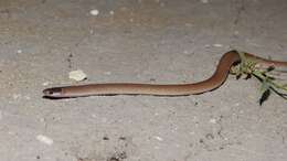Image of Mexican Blackhead Snake
