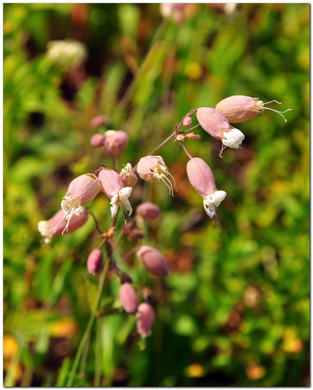 Image of Silene vulgaris subsp. bosniaca (G. Beck) Janchen ex Greuter, Burdet & Long