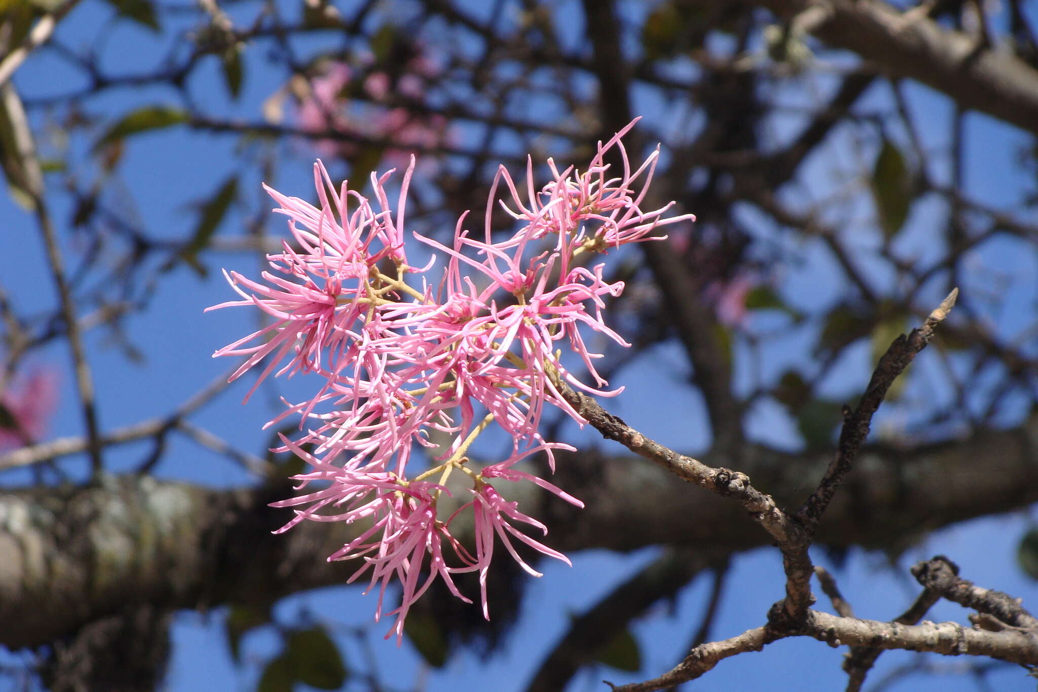 Image of Chionanthus pubescens Kunth