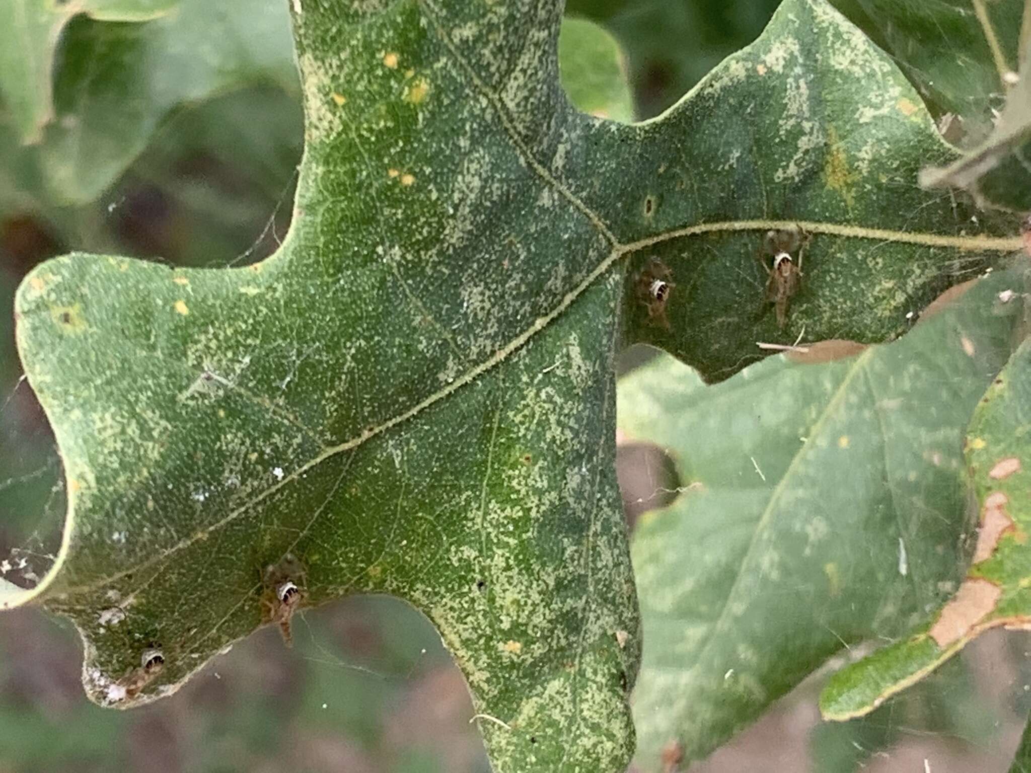 Imagem de Goeldichironomus carus (Townes 1945)