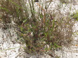 Image of Skiatophytum flaccidifolium Klak