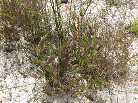 Image of Skiatophytum flaccidifolium Klak