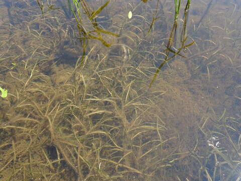 Image of Flat-Stem Pondweed