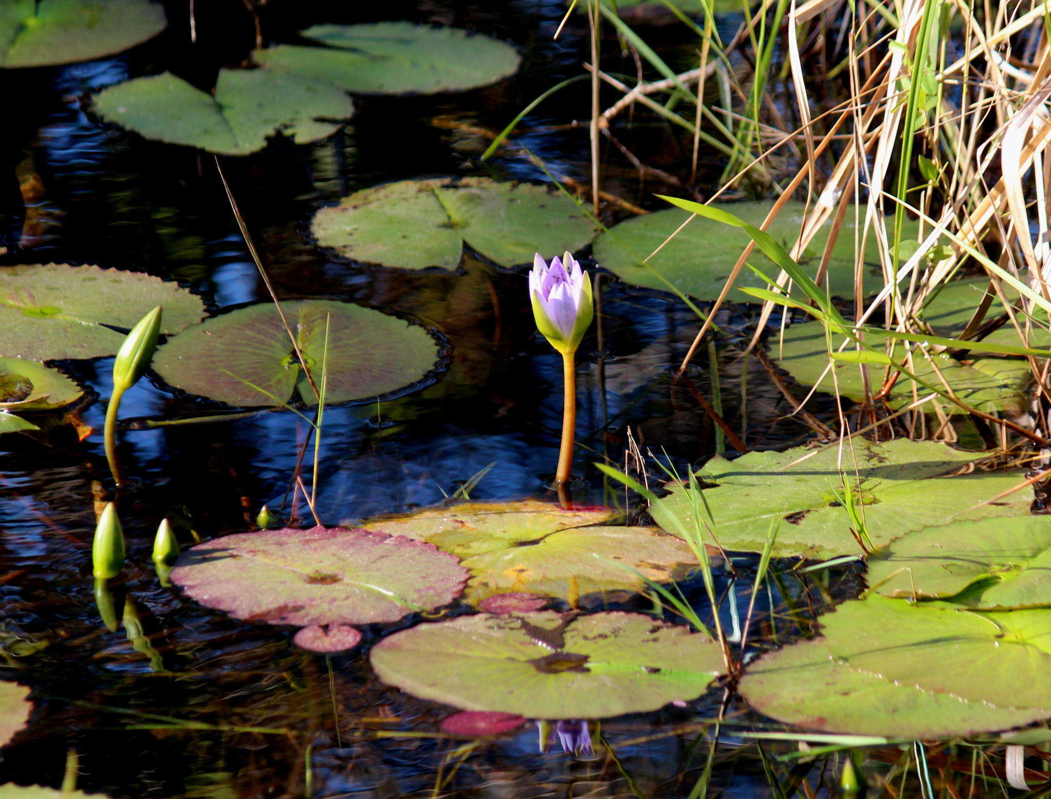 Image de Nénuphar bleu