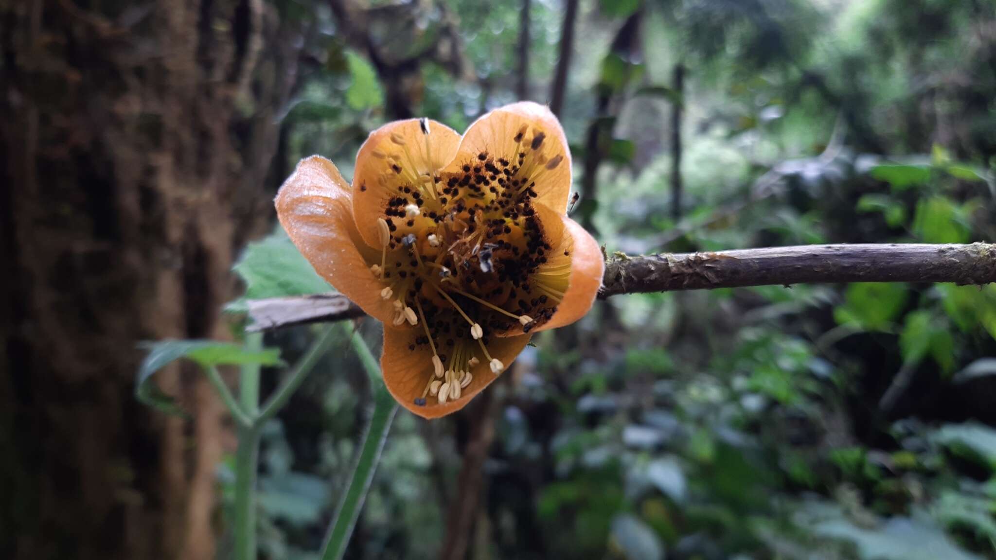 Image of Nasa speciosa (J. D. Sm.) Weigend