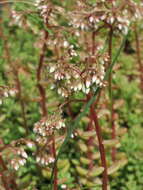 Image of White Stonecrop