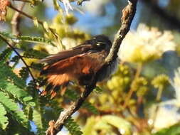 Image of White-crested Coquette